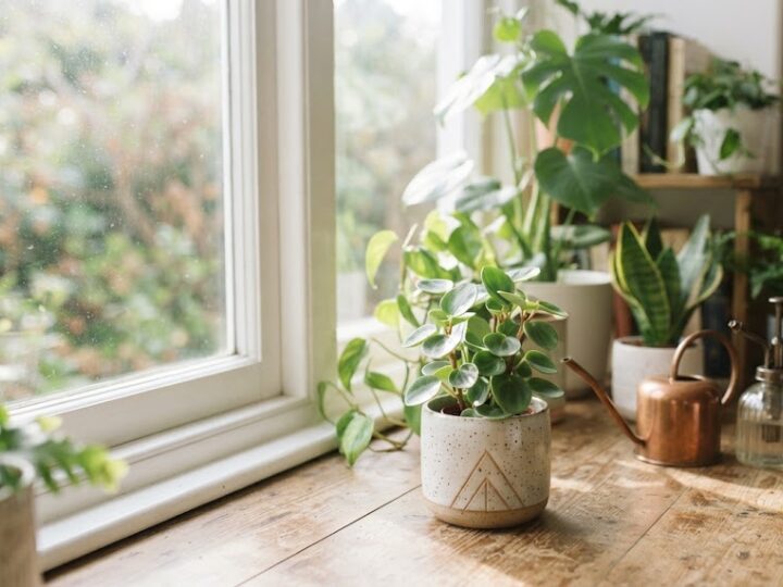 窓辺に並んだ観葉植物の鉢とじょうろ、朝日に照らされた葉|家でできる趣味の観葉植物